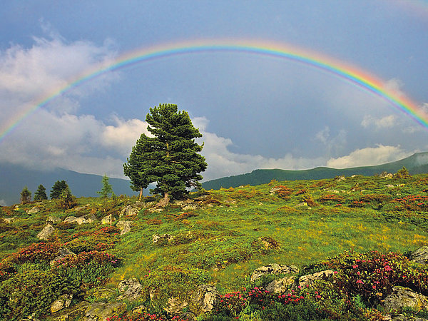 Bei der Wanderung in den Nockbergen erleben wir die Natur von Ihrer schönsten Seite Das Foto zeigt die Nockberge von Ihrer schönsten Seite. Hier sehen wir einen Baum unter einem Regenbogen. Im Hintergrund die Nockberge